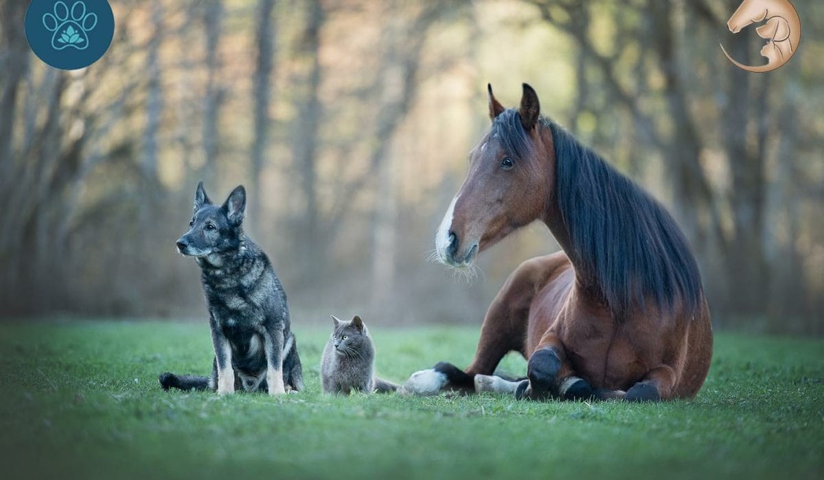 Friendship between different animals. A cat, a horse and a dog.